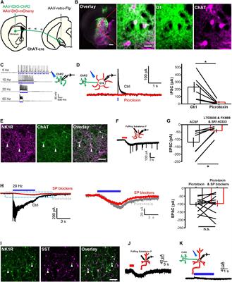 Gap Junctions Between Striatal D1 Neurons and Cholinergic Interneurons